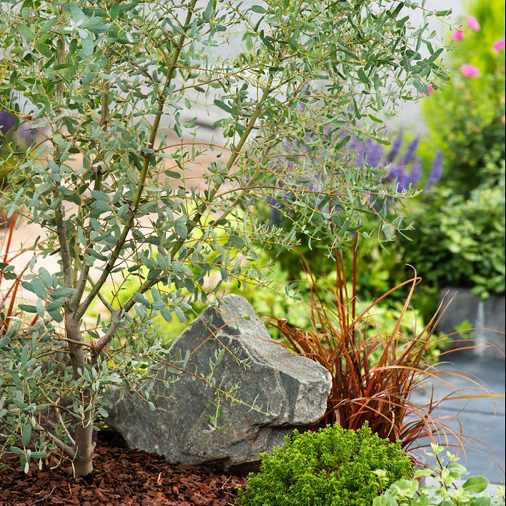 Eucalyptus gunnii France Bleu® - Image 3