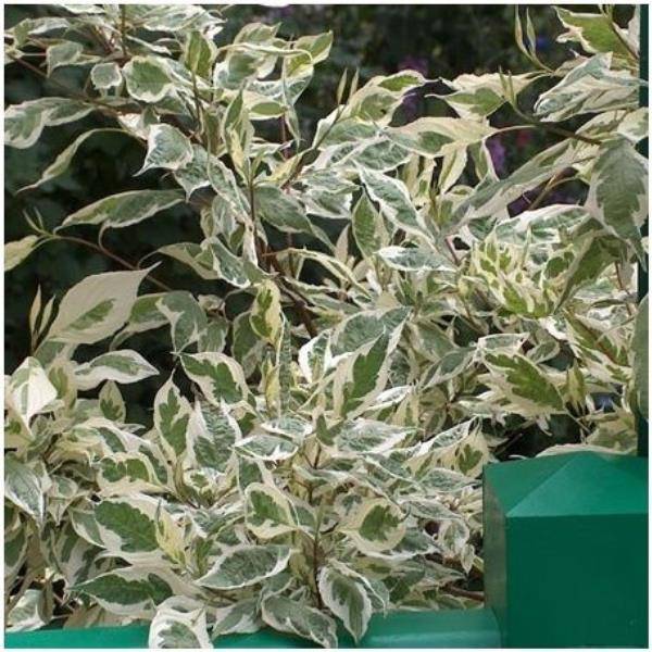 Cornouiller panaché 'Elegantissima'