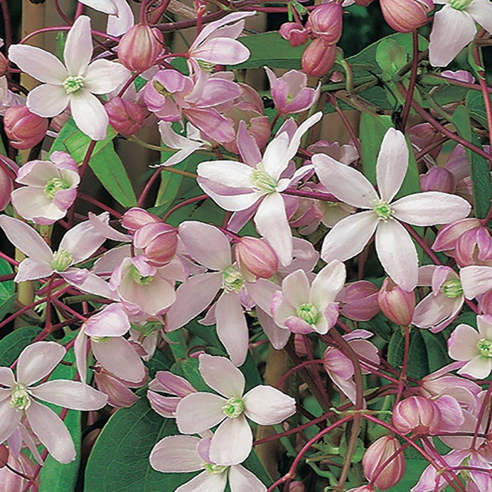 Clématite armandii 'Hundersonii Rubra' - Image 1