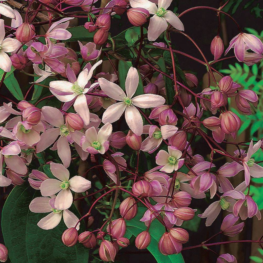 Clématite armandii 'Hundersonii Rubra' - Image 2