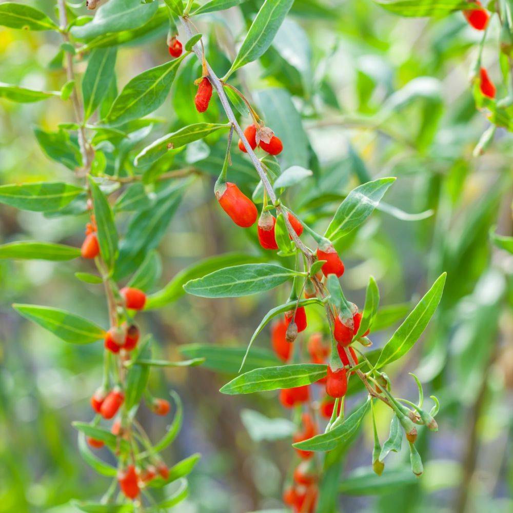Goji - Image 4
