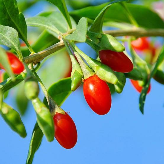Goji - Image 1