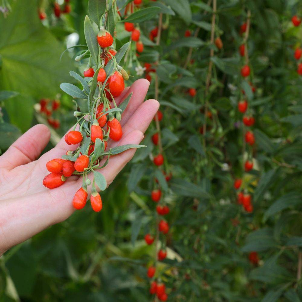 Goji - Image 3