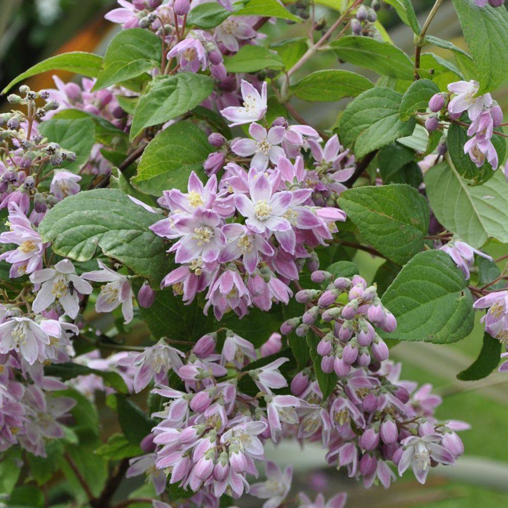 Deutzia 'Tourbillon rouge'