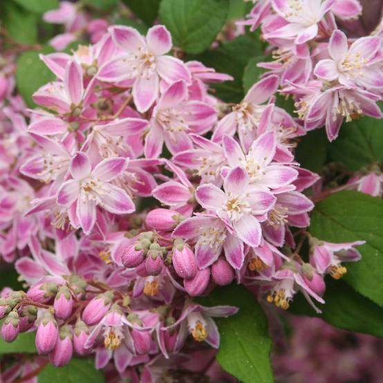 Deutzia 'Tourbillon rouge' - Image 2