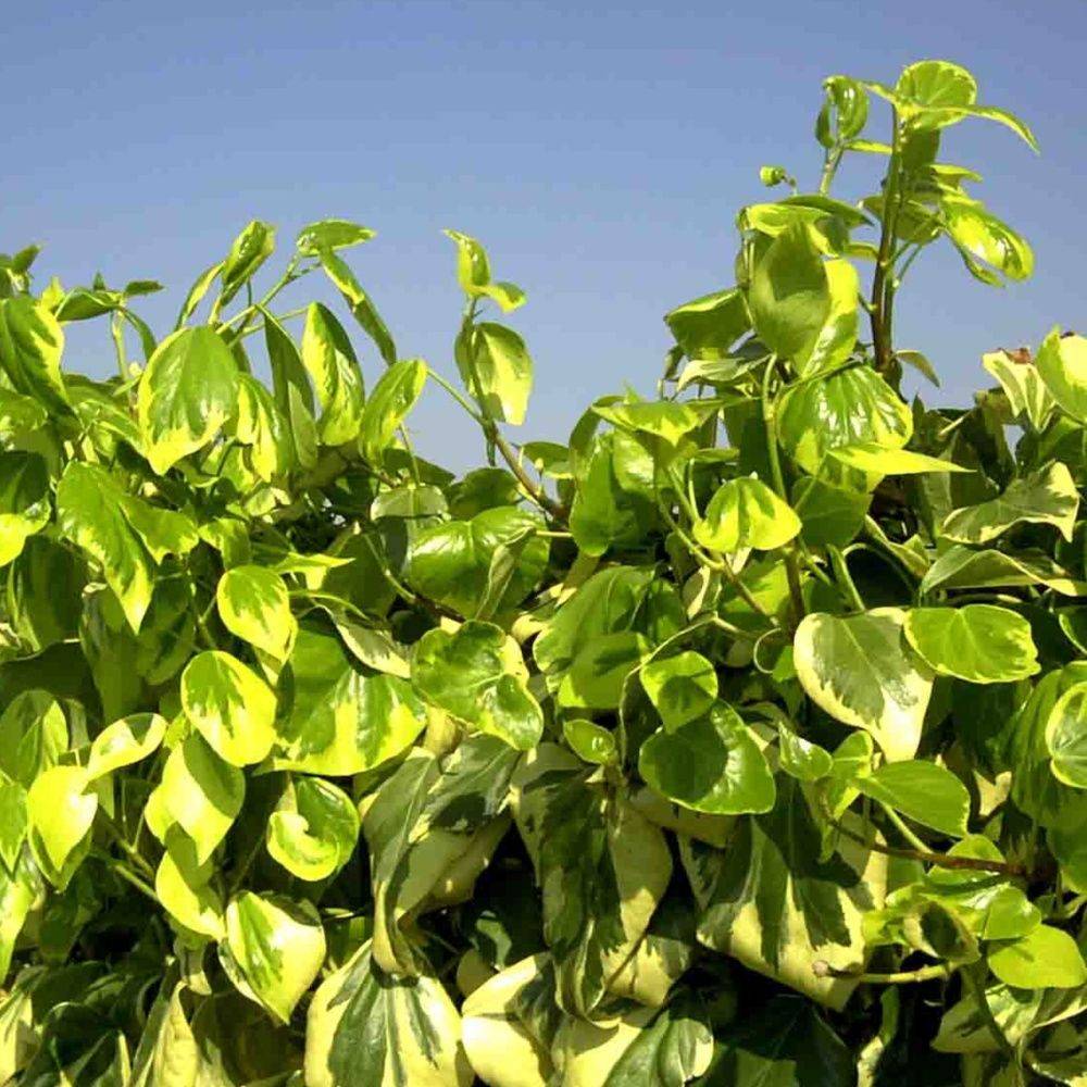 Lierre de Colchide 'Dentata Variegata'
