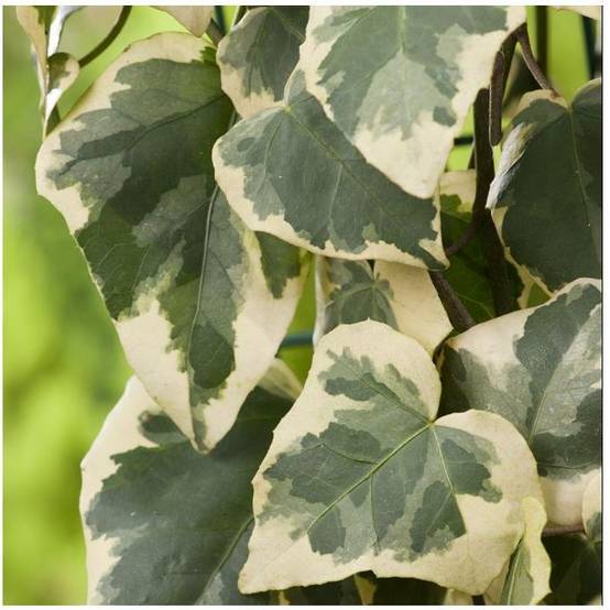 Lierre de Colchide 'Dentata Variegata' - Image 2