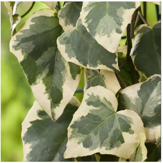 Lierre de Colchide 'Dentata Variegata' - Image 2