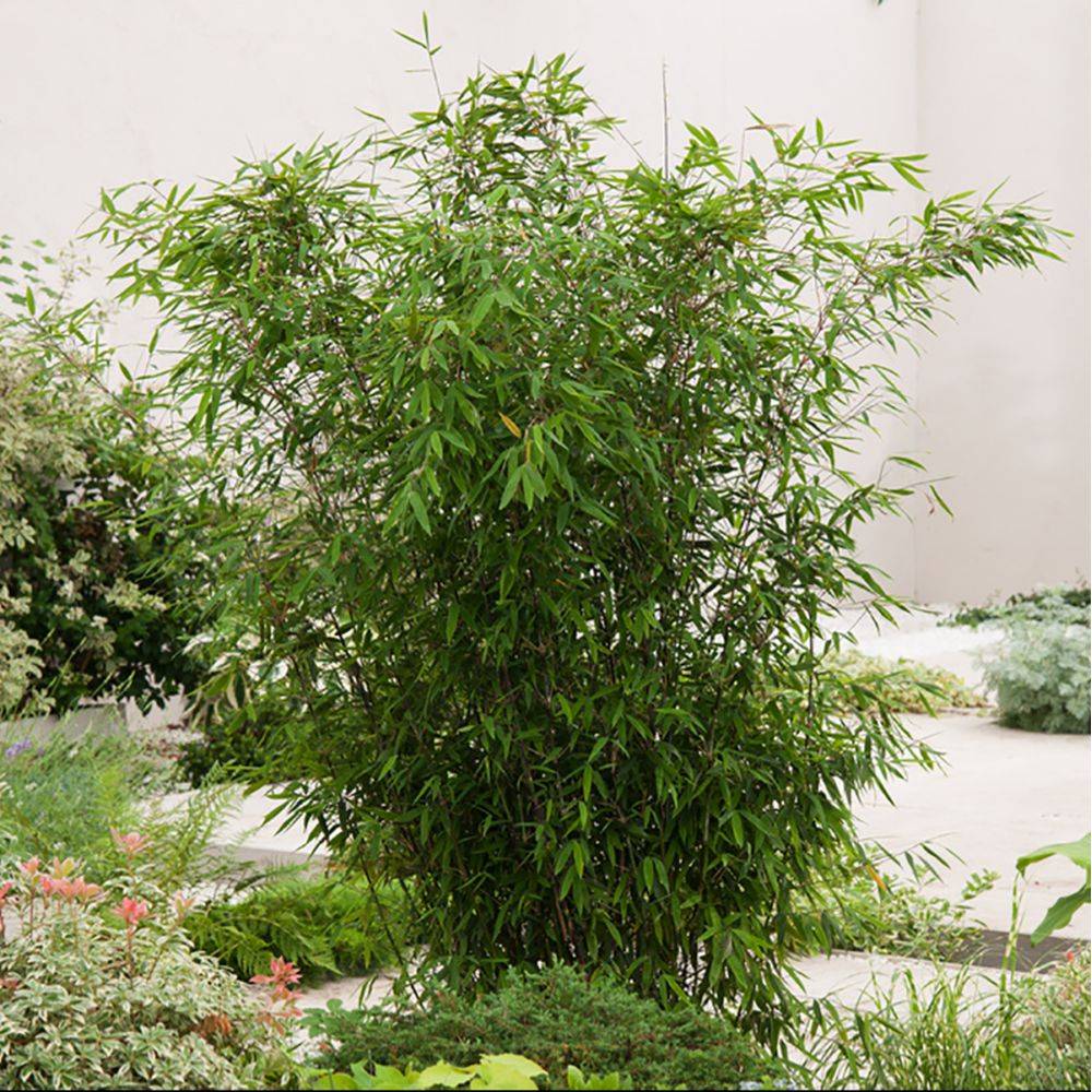 Bambou moyen :  Fargesia Winter Joy - Image 2