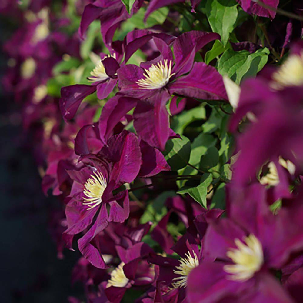 Clématite 'Warszawska Nike' - Clematis