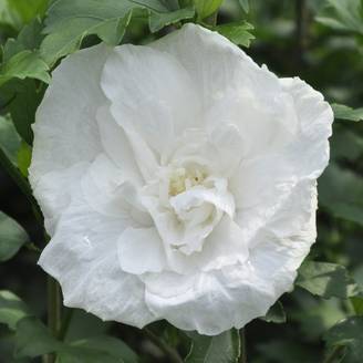 Hibiscus syriacus 'White Chiffon'