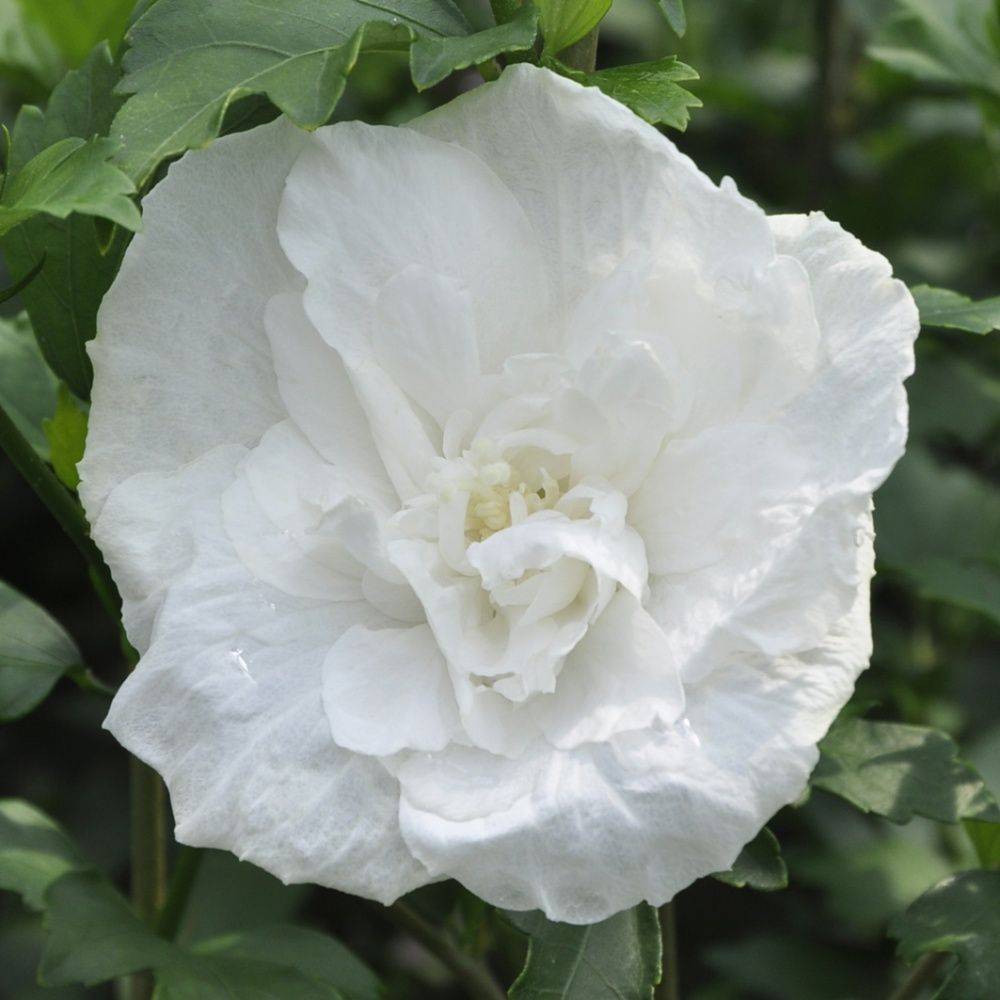 Hibiscus syriacus 'White Chiffon'