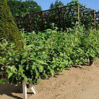Kit de haie fruitière : 2 pommiers et 2 poiriers en cordon
