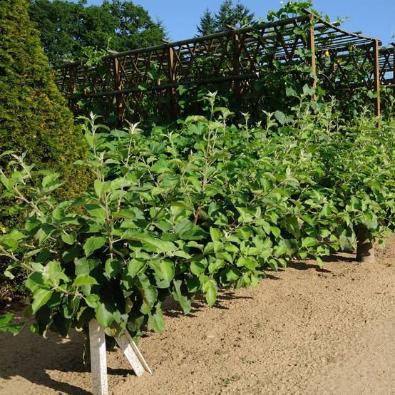 Kit de haie fruitière : 2 pommiers et 2 poiriers en cordon
