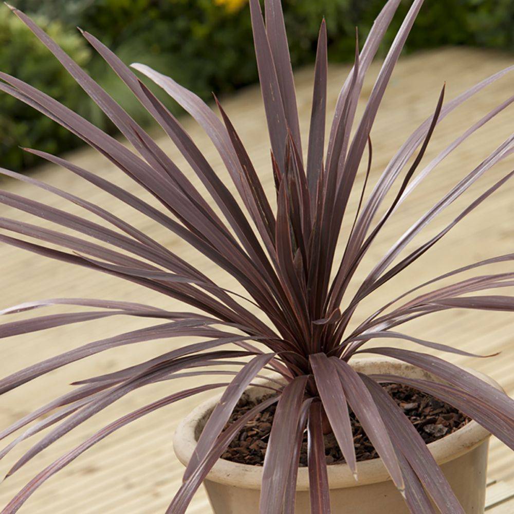Cordyline 'Red Comet' - Image 3