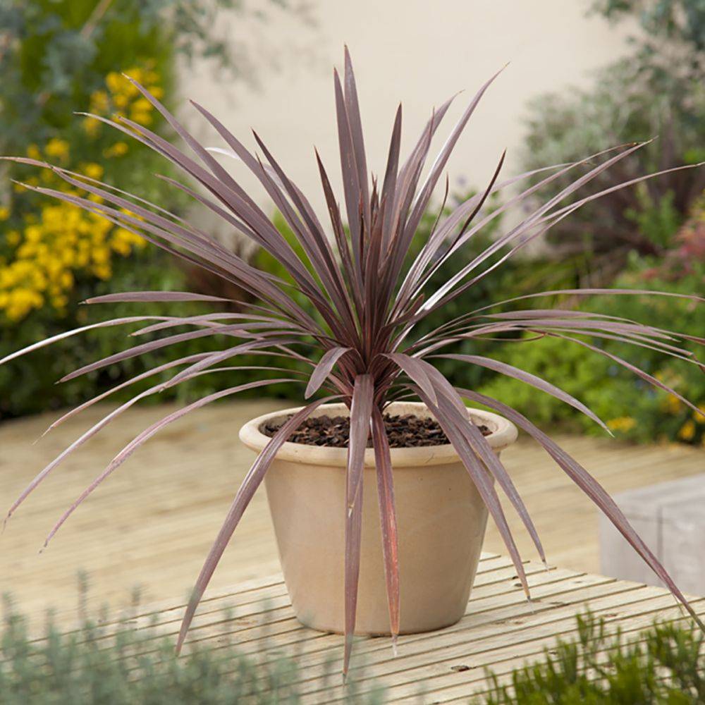 Cordyline 'Red Comet' - Image 4