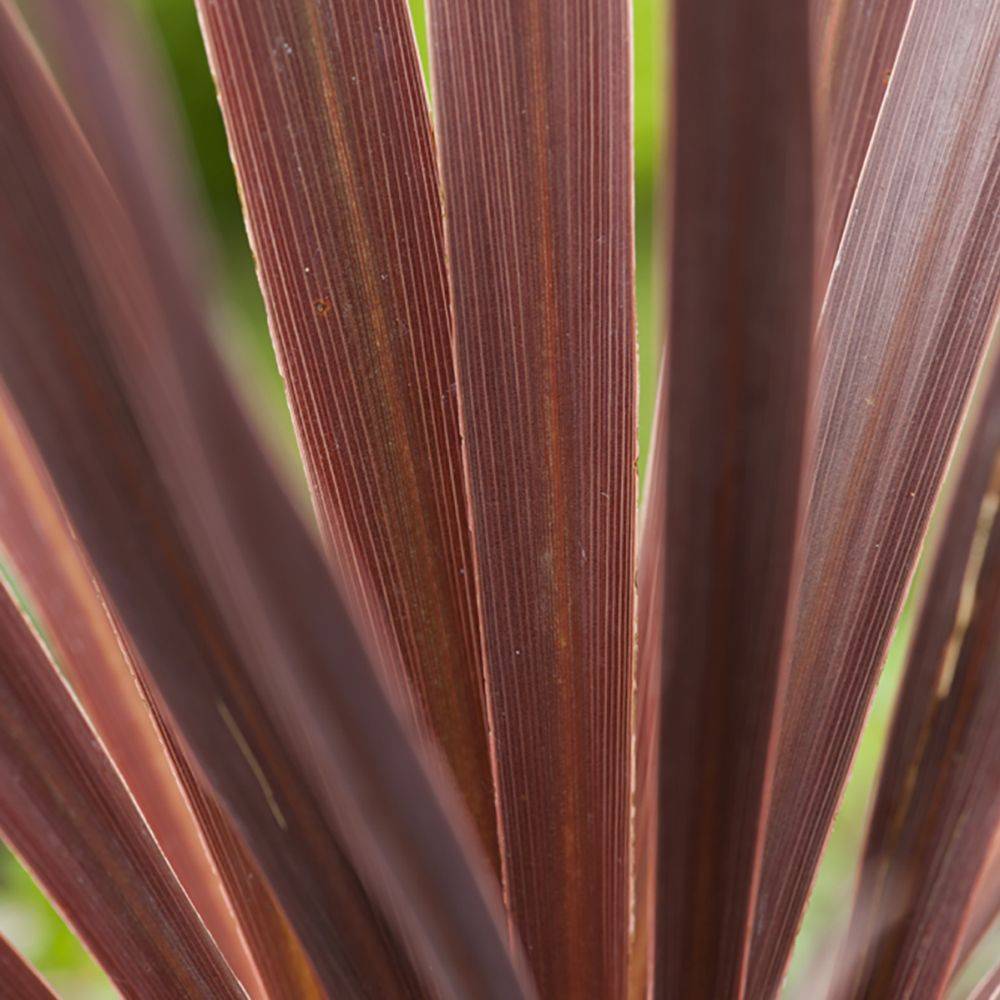 Cordyline 'Red Comet' - Image 1