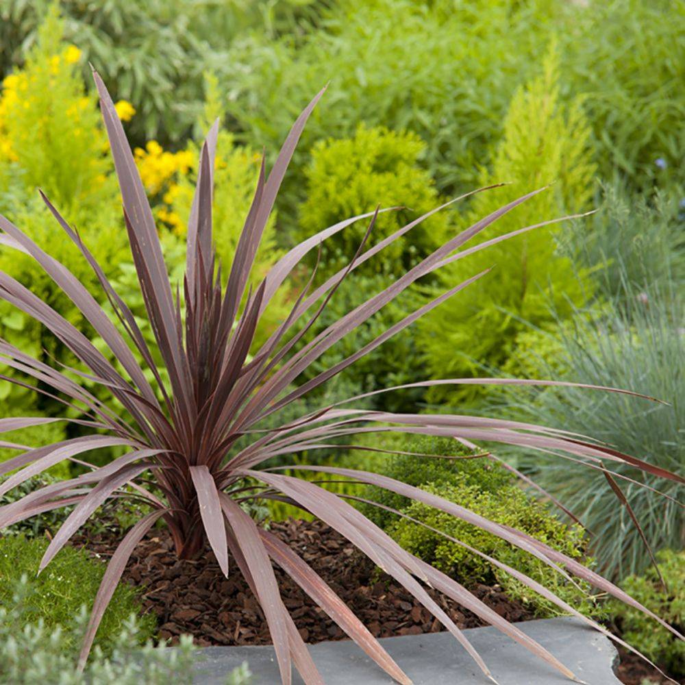 Cordyline 'Red Comet' - Image 2