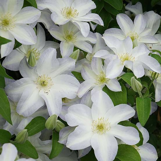 Clématite 'Yukikomachi' - Clematis