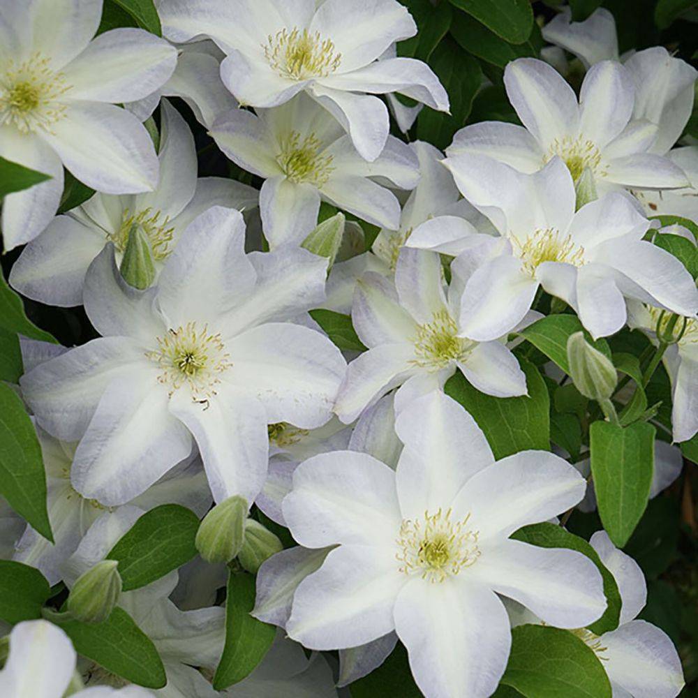 Clématite 'Yukikomachi' - Clematis