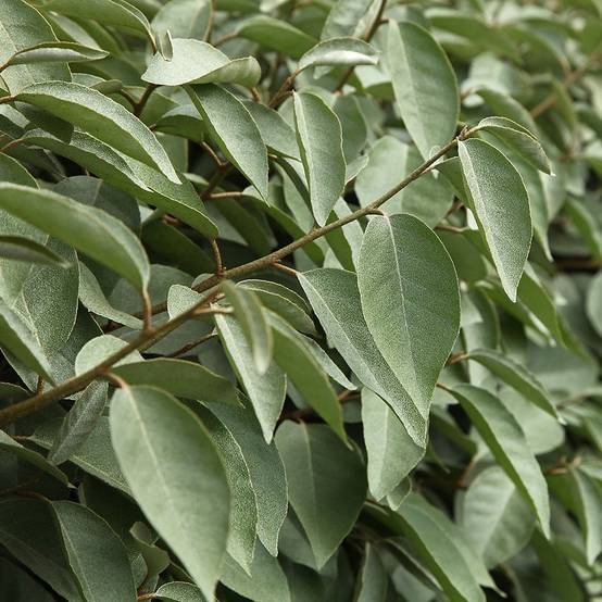 Elaeagnus ebbingei 'Compacta' - Image 1