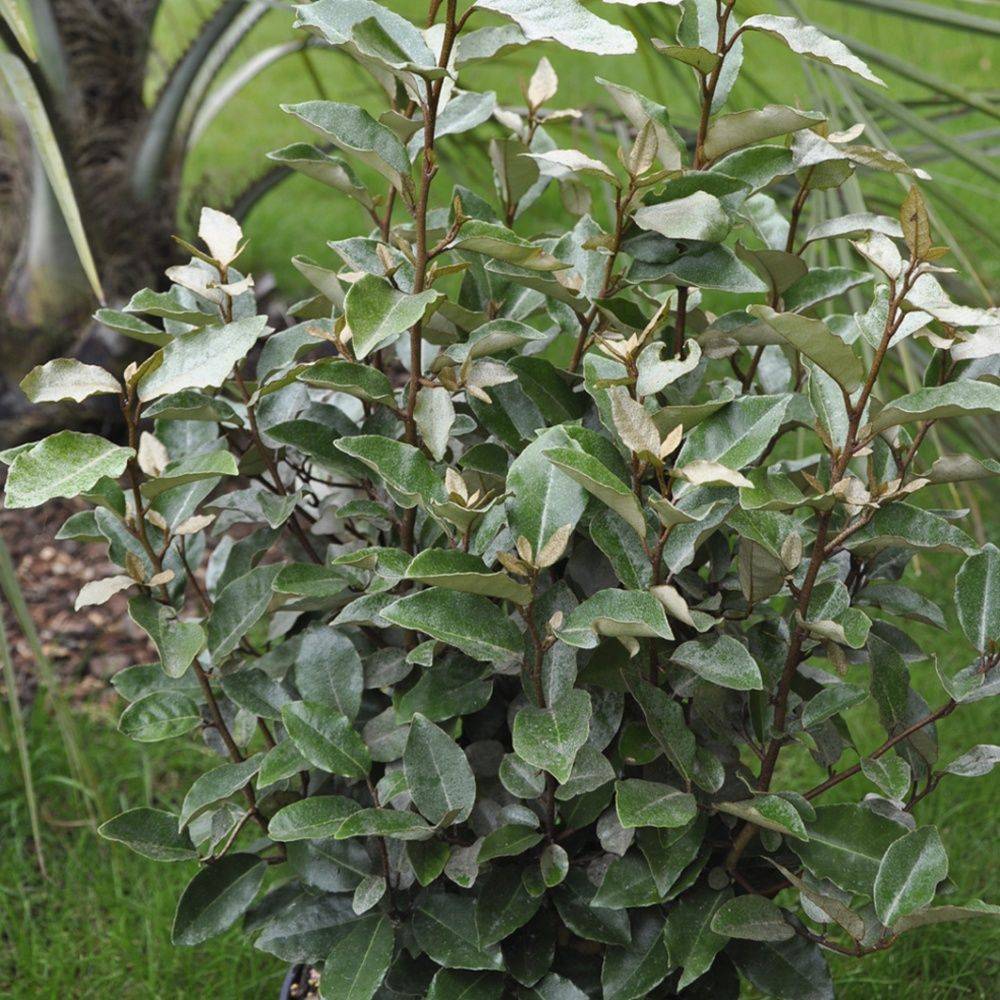 Elaeagnus ebbingei 'Compacta' - Image 2