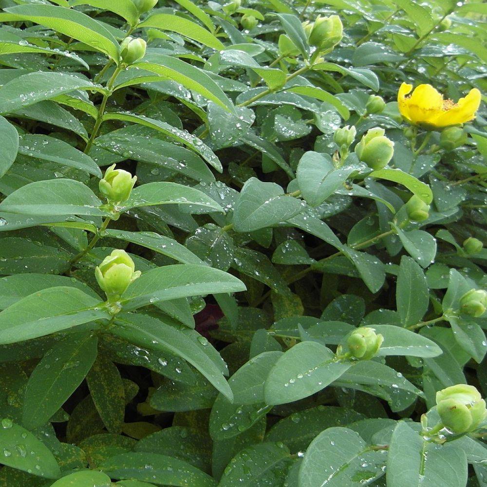 Millepertuis 'Hidcote'