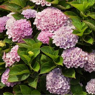 Hortensia Magical® Revolution