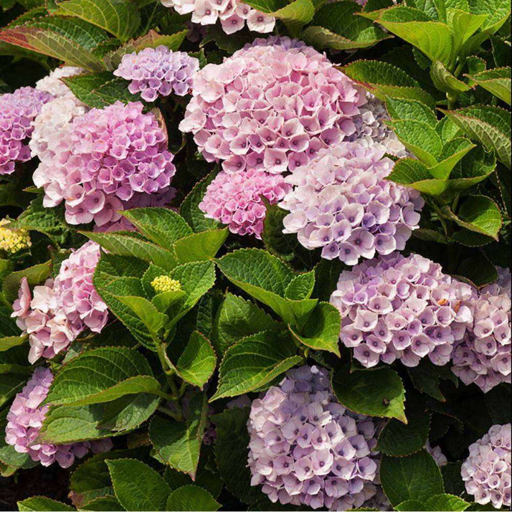 Hortensia Magical® Revolution