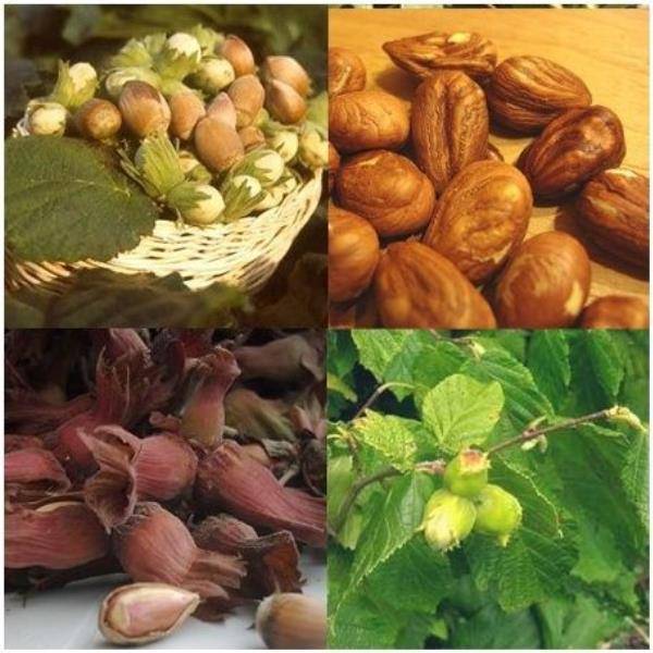 Kit de haie fruitière : 5 noisetiers variés - Image 4