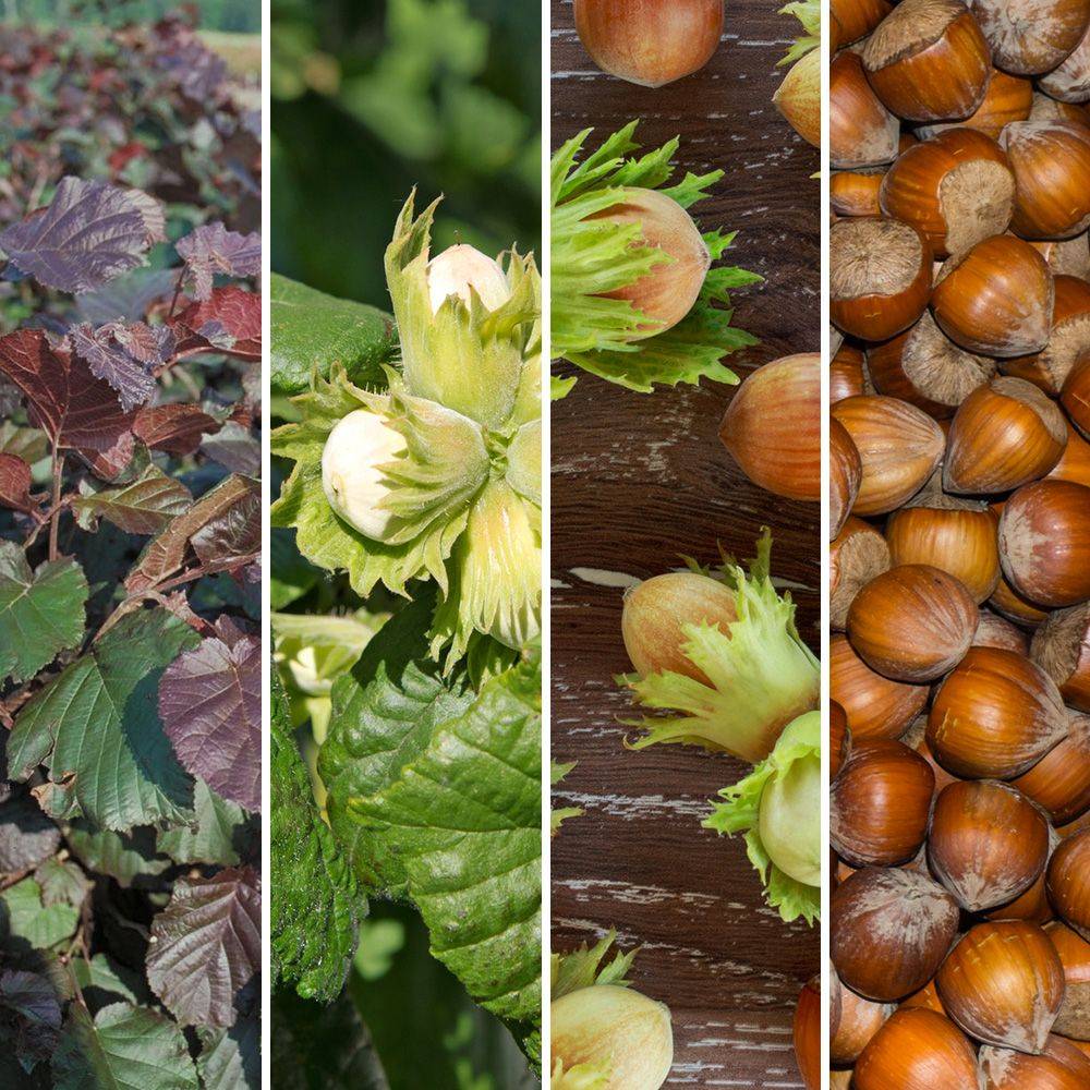 Kit de haie fruitière : 5 noisetiers variés - Image 6