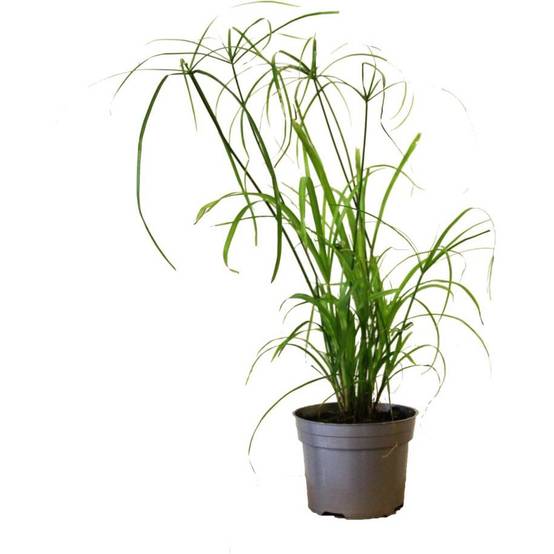 Cyperus alternifolius - Cyperus - Image 1