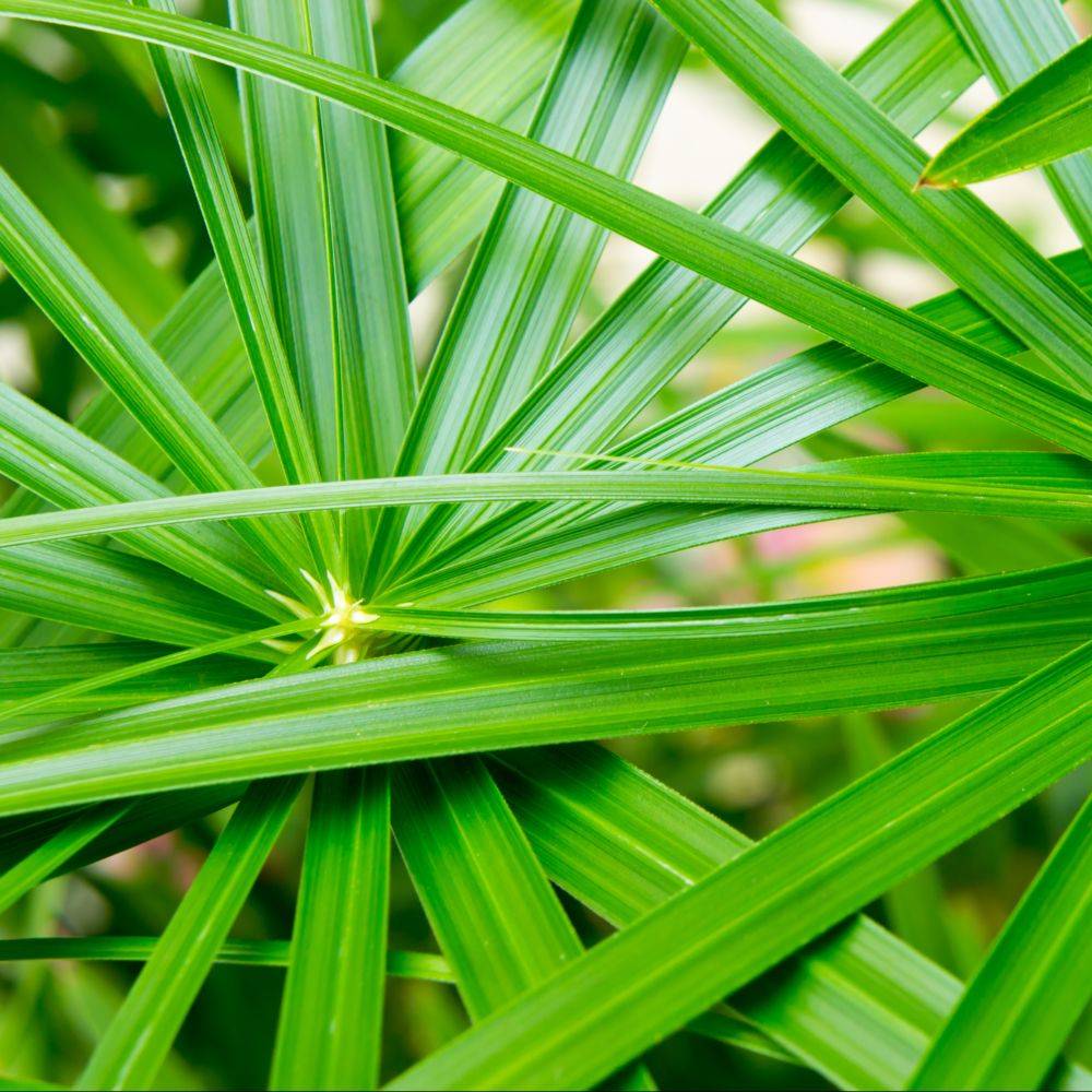 Cyperus alternifolius - Cyperus - Image 2