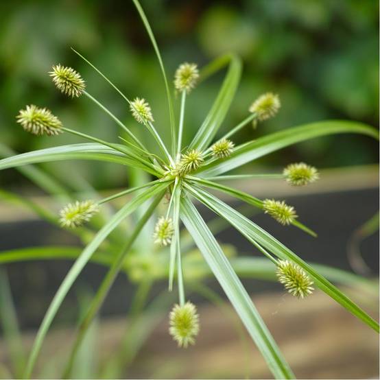Cyperus alternifolius - Cyperus - Image 3