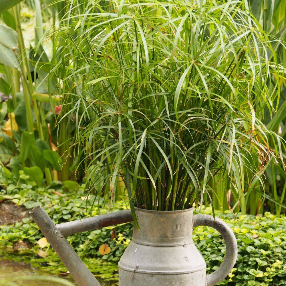 Cyperus alternifolius - Cyperus - Image 4