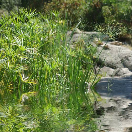 Cyperus alternifolius - Cyperus - Image 5