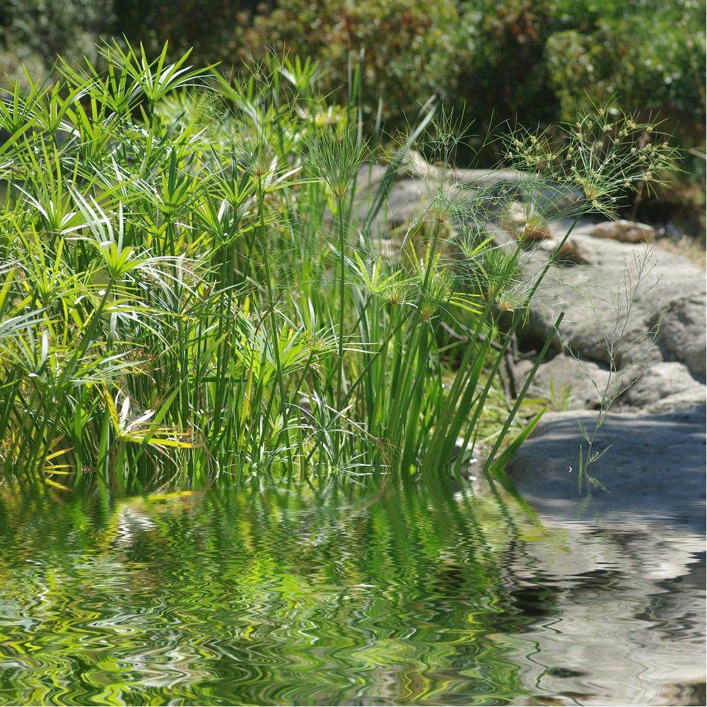 Cyperus alternifolius - Cyperus - Image 5