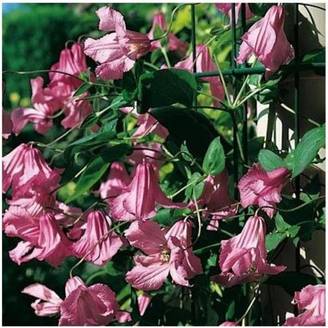 Clématite 'Alionushka'