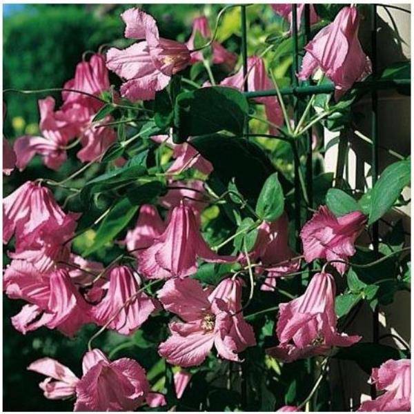 Clématite 'Alionushka'