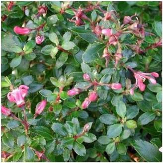 Escallonia 'Red Donard'