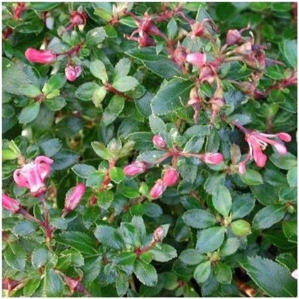Escallonia 'Red Donard'