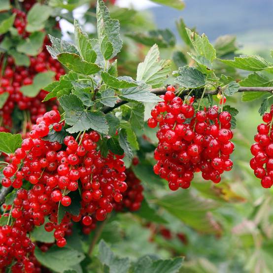 Groseillier Premiere groseille raisin rouge