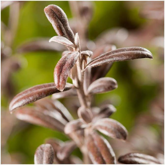 Corokia Frosted Chocolate - Image 2