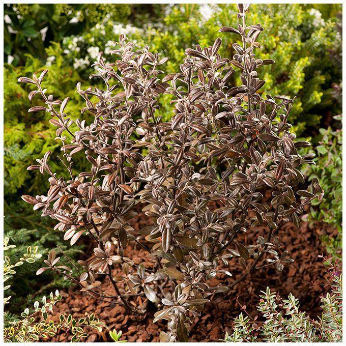 Corokia Frosted Chocolate - Image 3