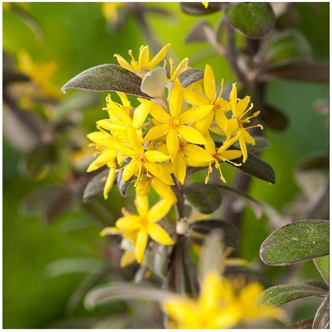Corokia Frosted Chocolate