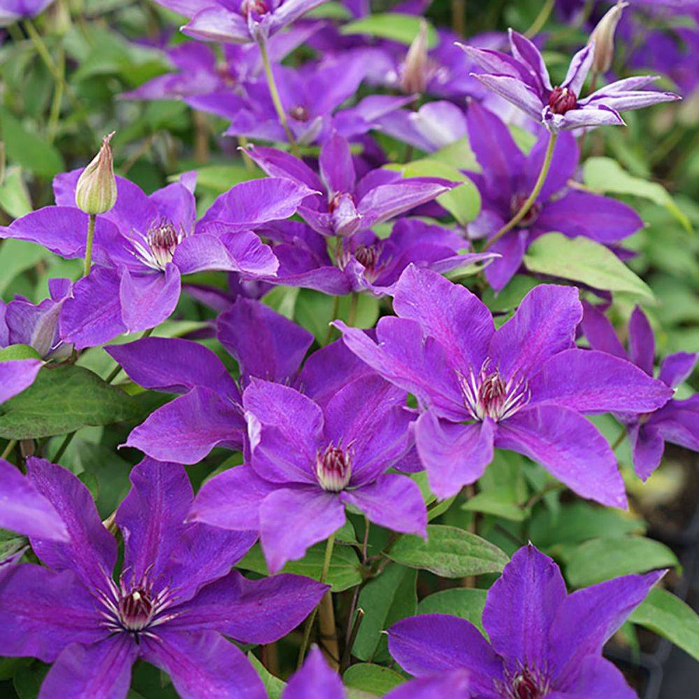 Clématite 'The President' - Clematis