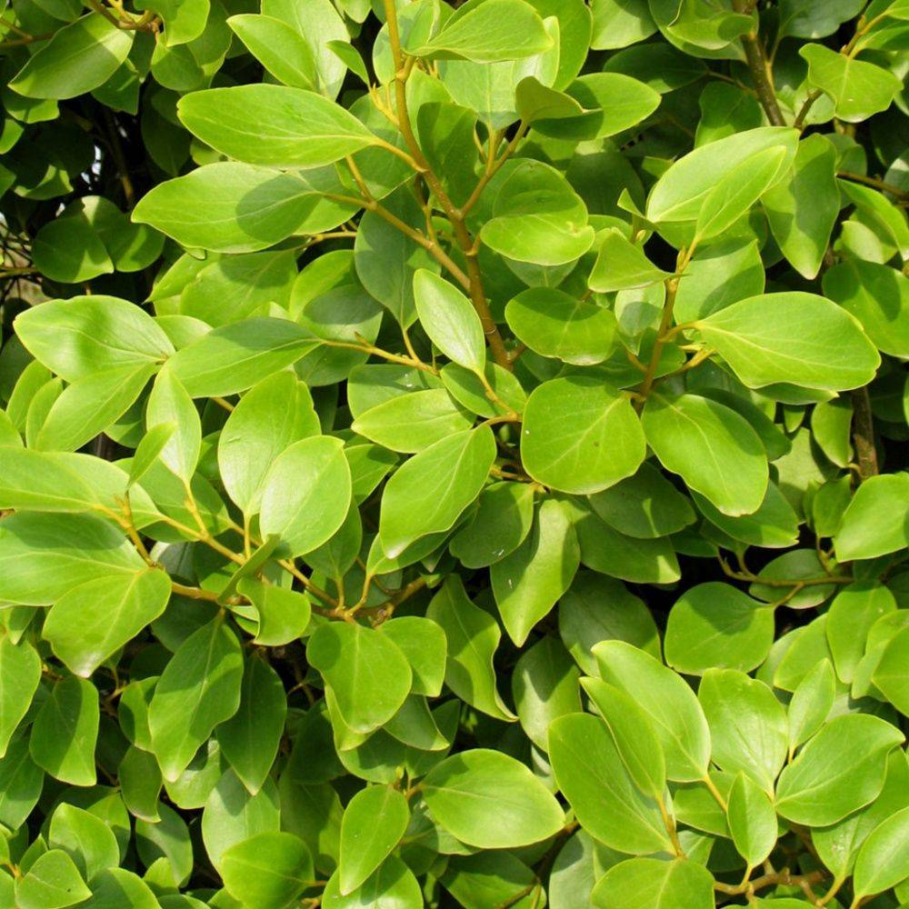 Griselinia du littoral - Image 2