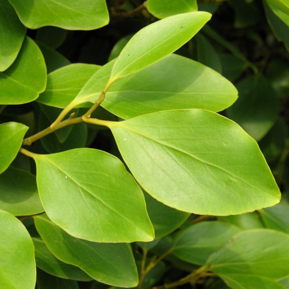 Griselinia du littoral - Image 1