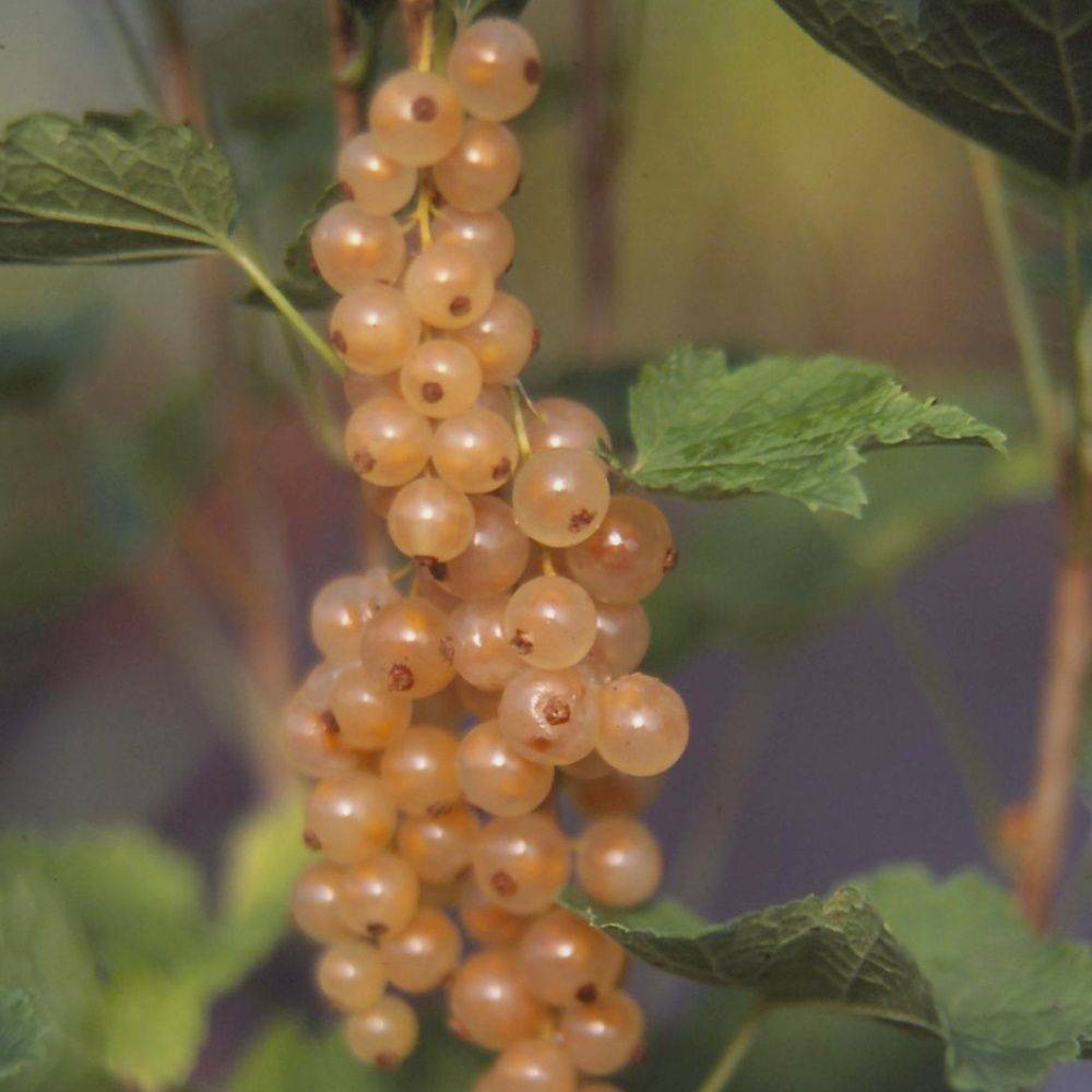 Groseillier à grappes blanches White Parel