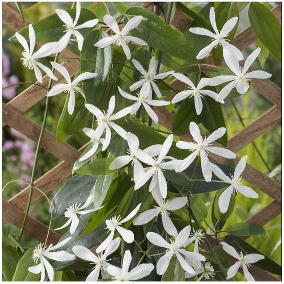 Clématite armandii - Image 1